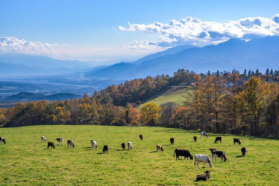八ヶ岳