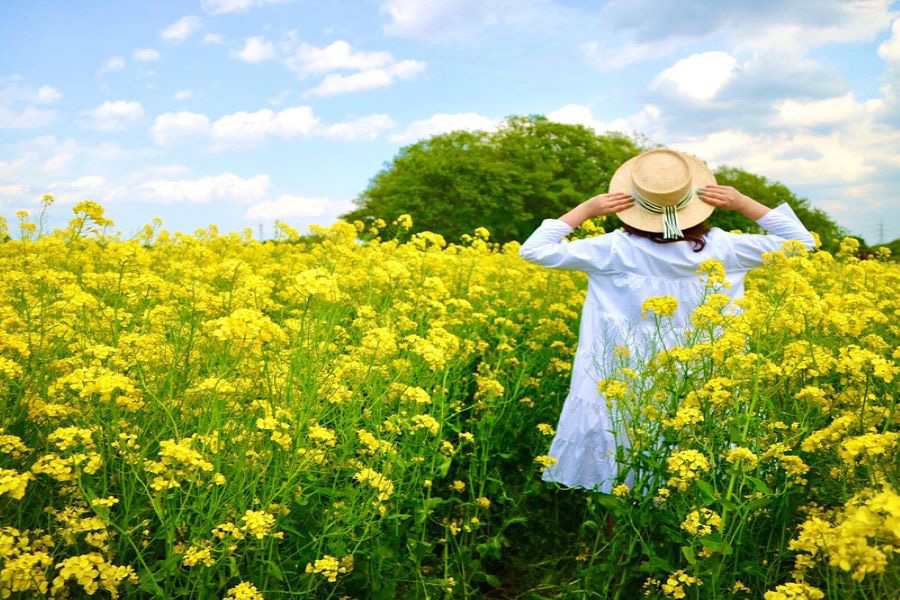 鳴子リゾートバイト（菜の花畑にいる女性）